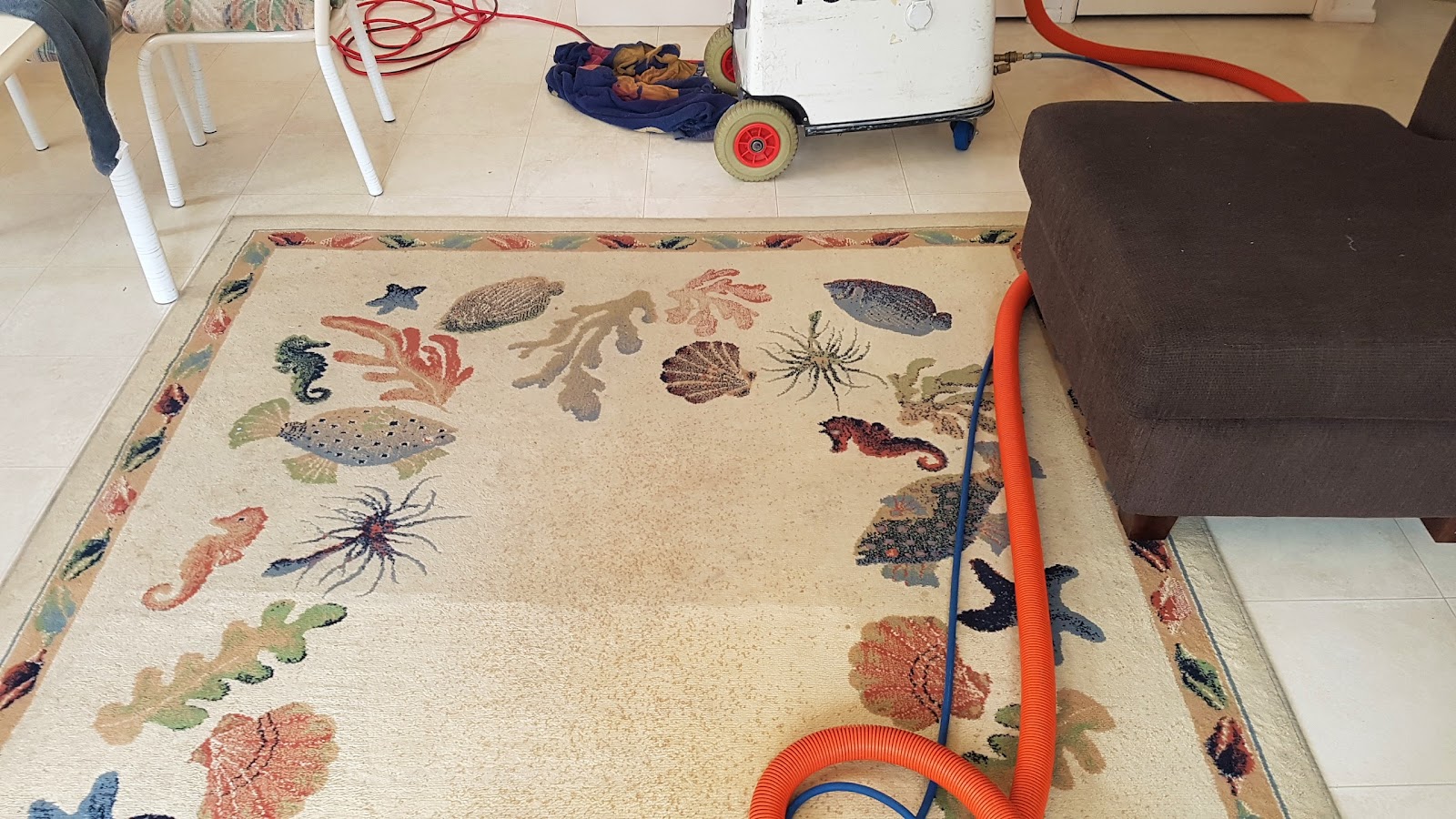 A patterned rug with sea creatures on it being cleaned, with the cleaning machine and hose in the background
